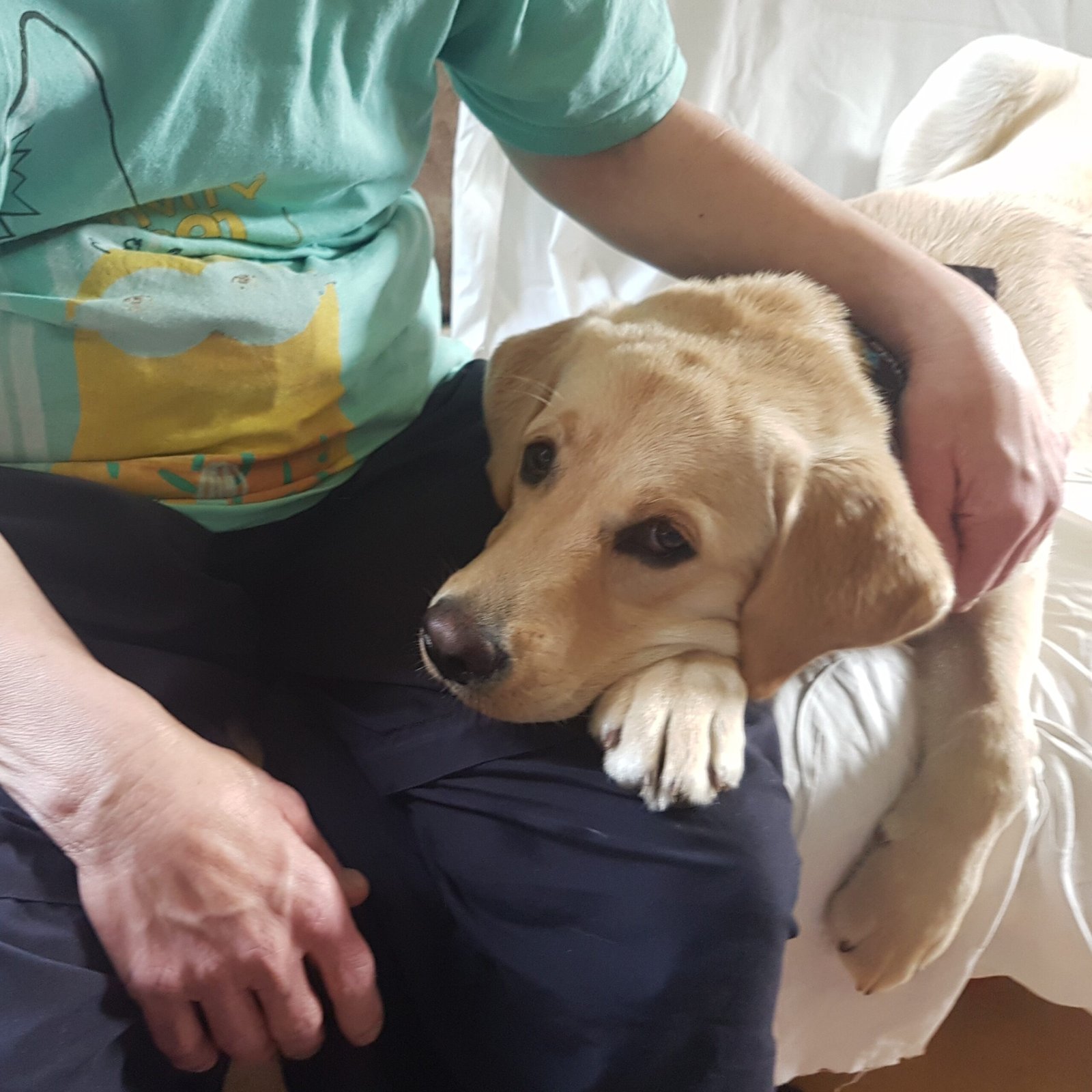 Helfende Pfötchen – Fini zu Besuch bei einer Rollstuhlfahrerin