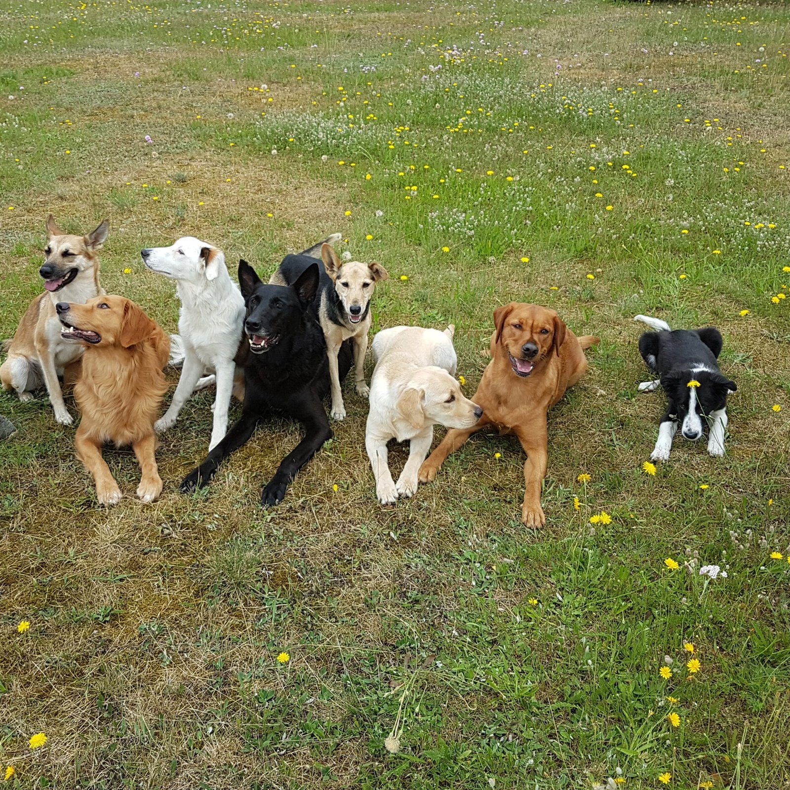 Helfende Pfötchen unterwegs mit Freunden