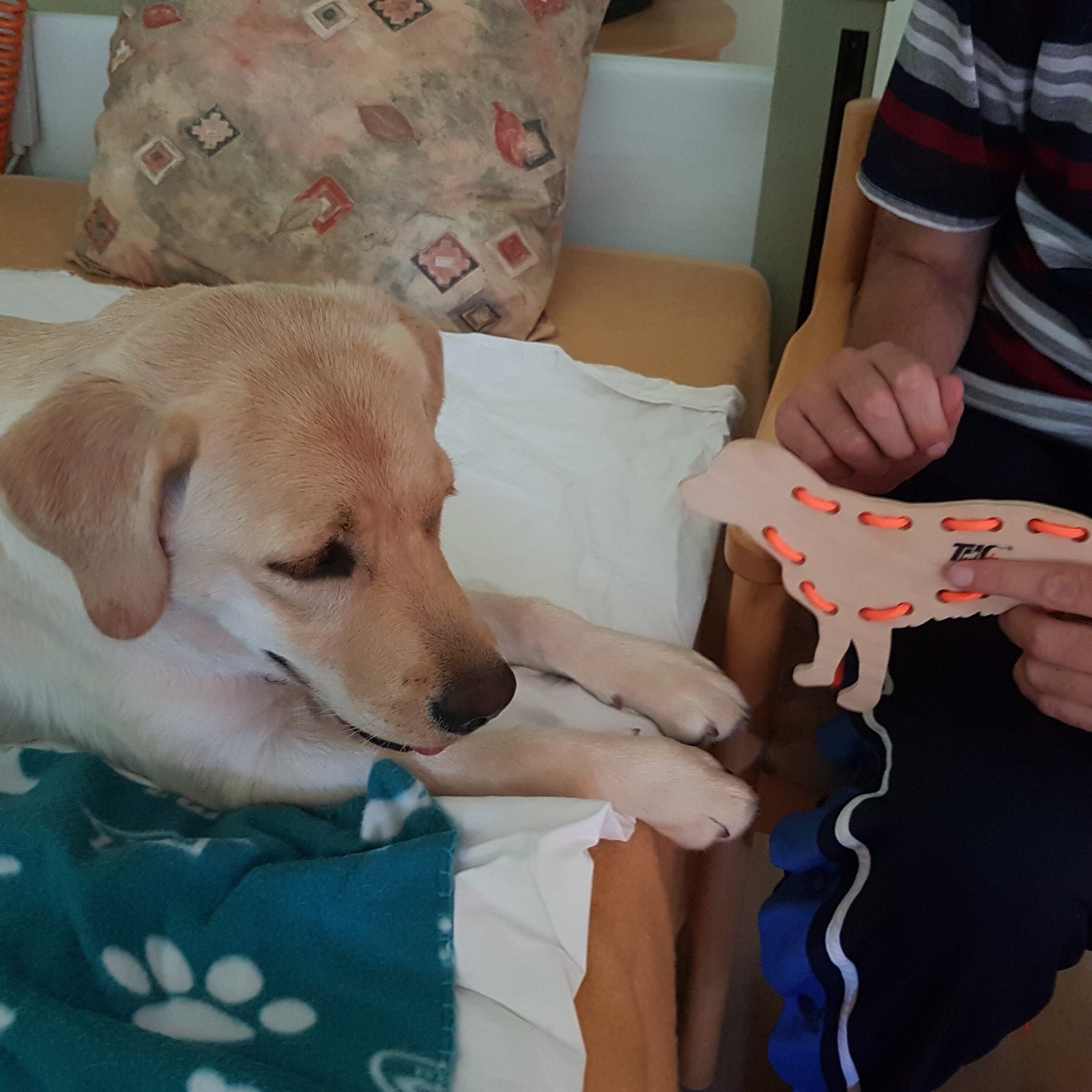 Helfende Pfötchen – In der Stille