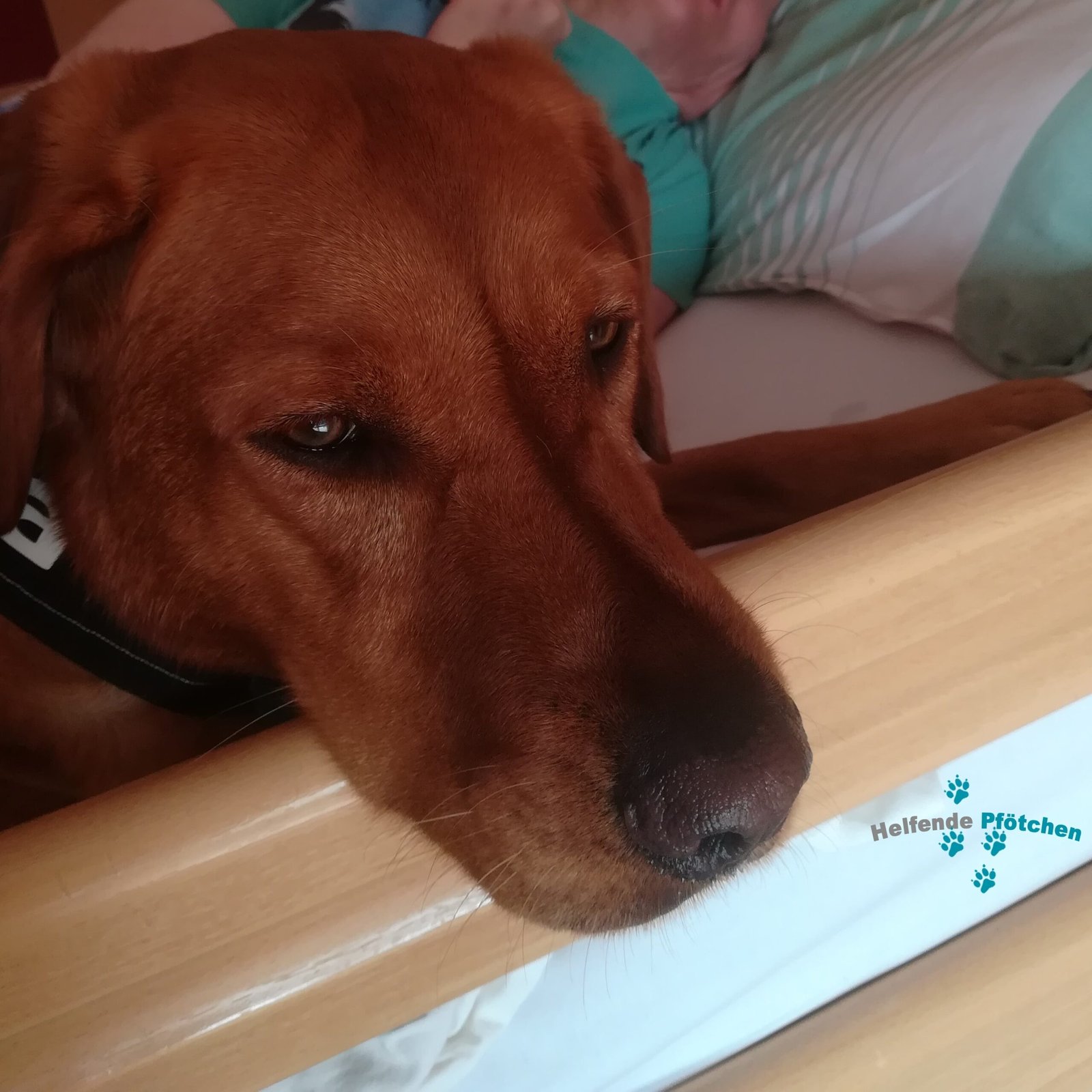 Einsatz in der Pflege mit Kira