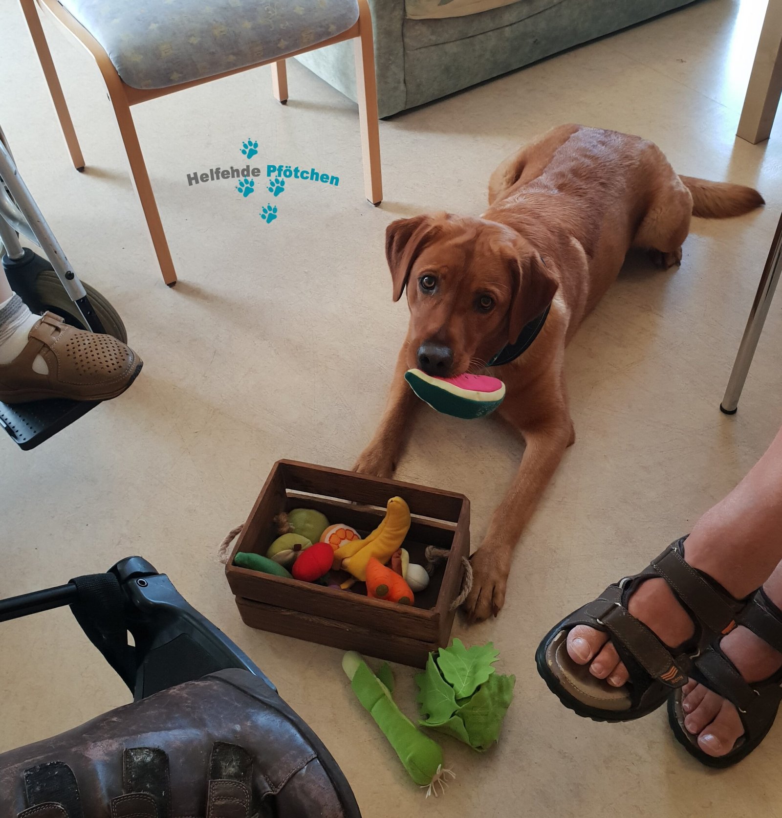 Helfende Pfötchen -Spielerisch Lernen