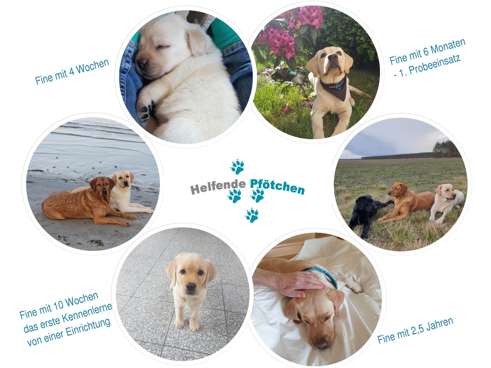 Helfende Pfötchen – Fine vom Ottilienstein – Helfende Pfötchen