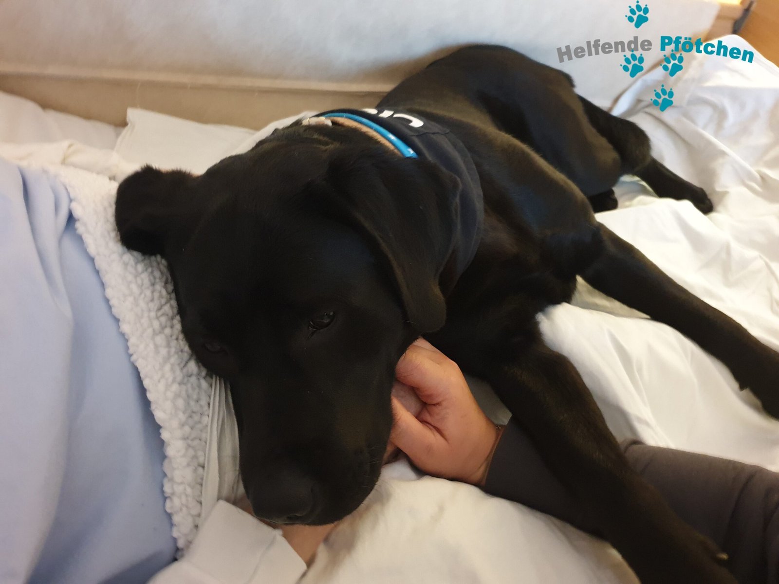 Helfende Pfötchen – Bilder sagen mehr als 1000 Worte